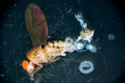 <i>Drosophila</i> Fly with Parasitic Nematode and its Offspring