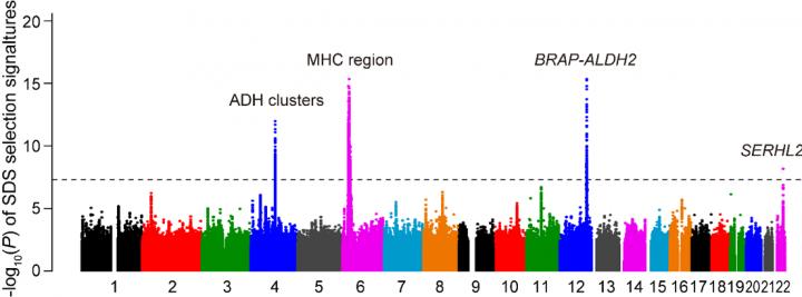 Fig.1 Genetic Loci