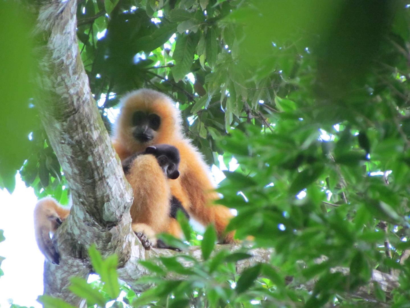 Hainan Gibbon Female with Infant