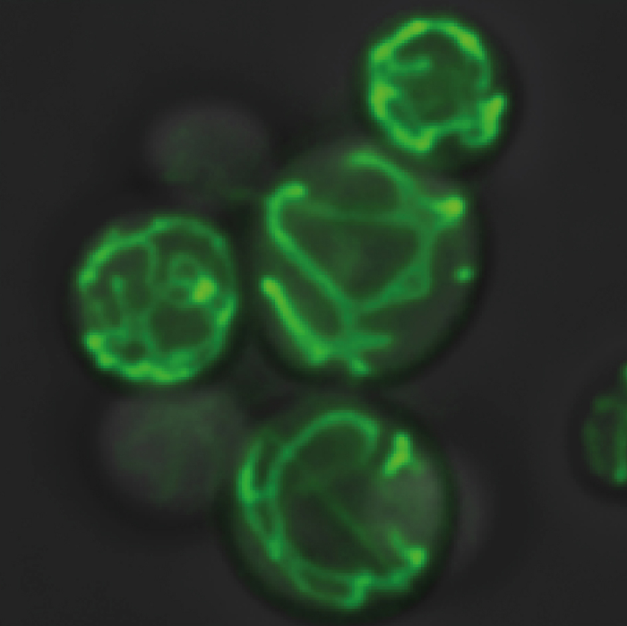 Mitochondria form a network in the cell (shown in green).