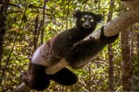 Endangered Indri