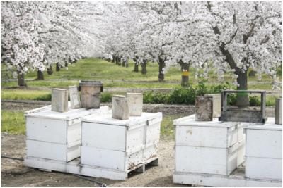 Honeybee Hives