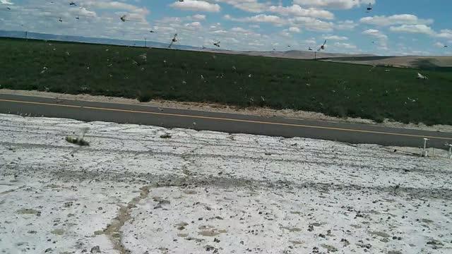 Alkali Bees Swarm in Bee Bed Near Alfalfa Field in Washington's Touchet Valley