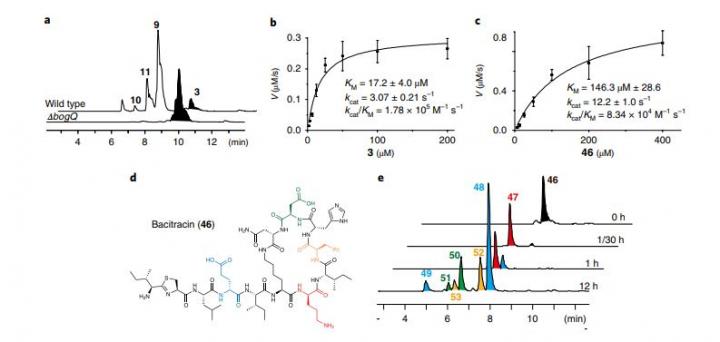 Biochemical Analyses Reveal the Broad-Spectrum Resistance of BogQ against Peptide Antibiotics.