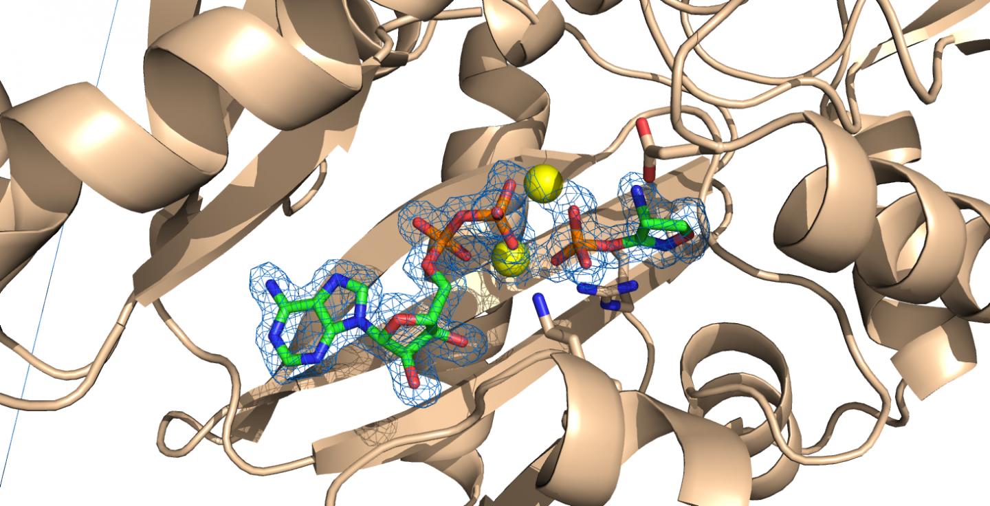 D-Cylcoserine Reacting with Bacteria Enzyme
