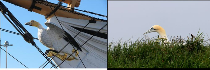 Flickr could act as passive citizen science resource to determine species’ distributions