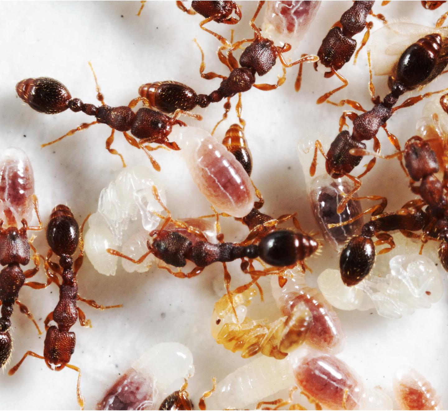 <em>Vollenhovia emeryi</em> Workers Ants