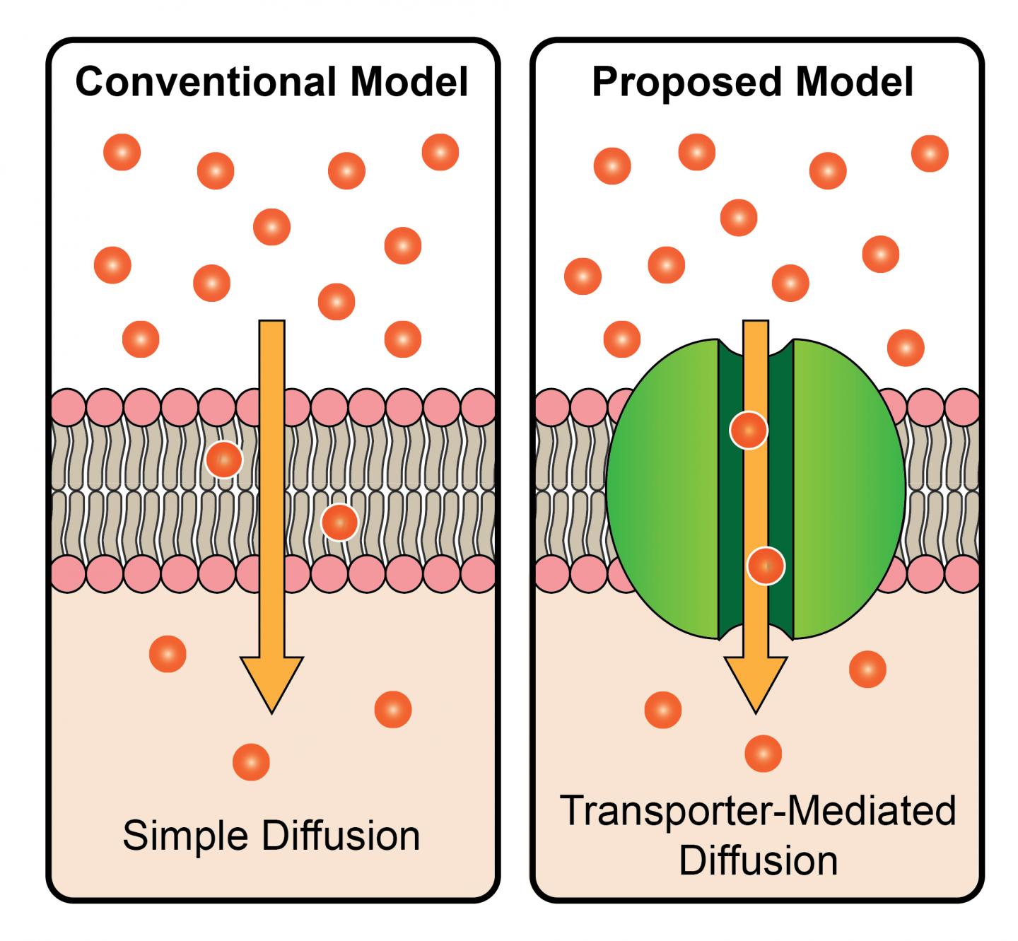 Conventional Model Versus Proposed Model