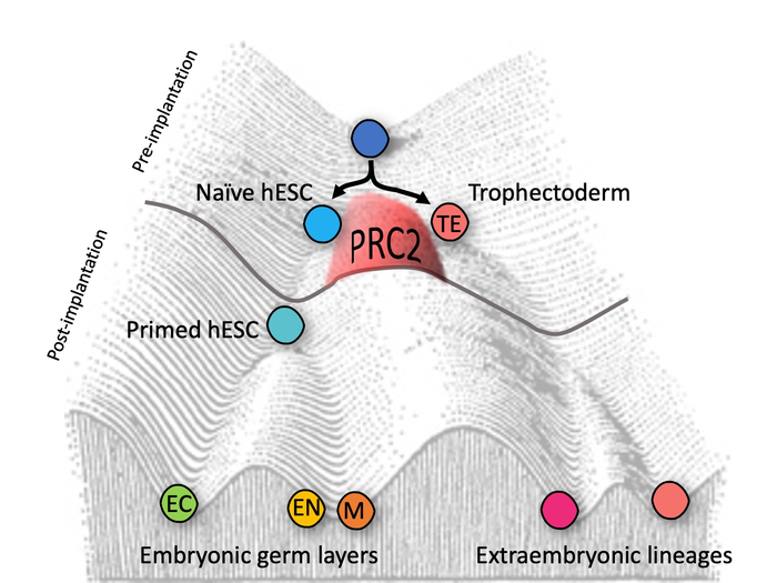 Waddington’s epigenetic landscape