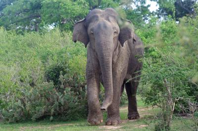 The Absence of Elephants and Rhinoceroses Reduces Biodiversity in Tropical Forests (1 of 2)