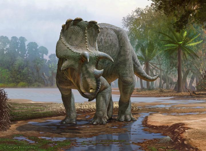 Menefeeceratops sealeyi, a newly described horned dinosaur