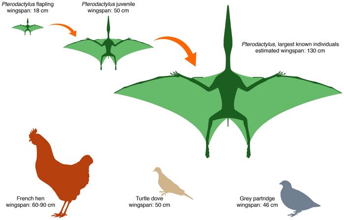 Pterosaur 1