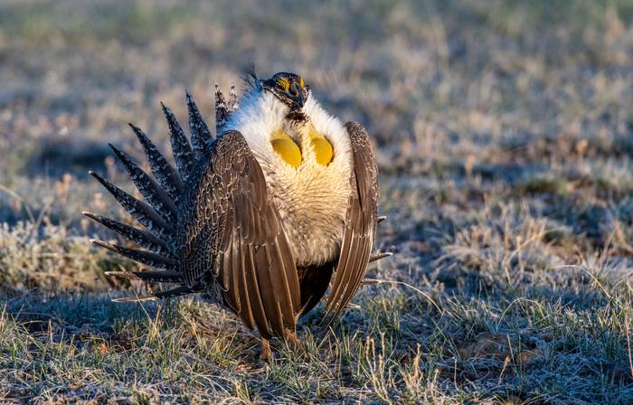 sage-grouse-in-courtship