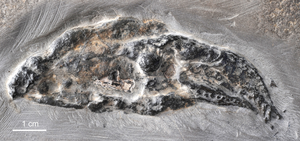 Photograph of one of the fossil Vampyronassa rhodanica specimens