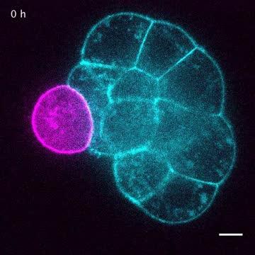 The Force is Strong with Embryo Cells