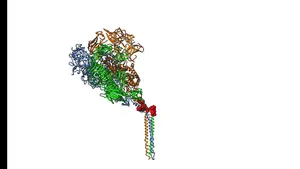 A coronavirus spike flops around on its hinge