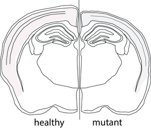 Schematic of a brain histological section of adult mice