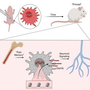 Graphical Abstract