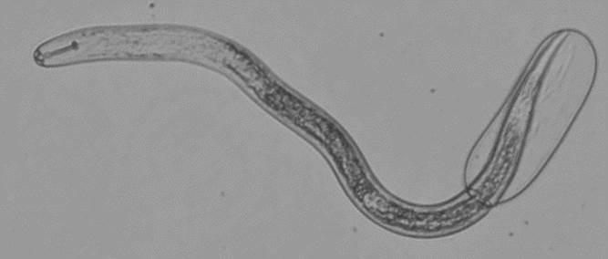 Soybean Cyst Nematode