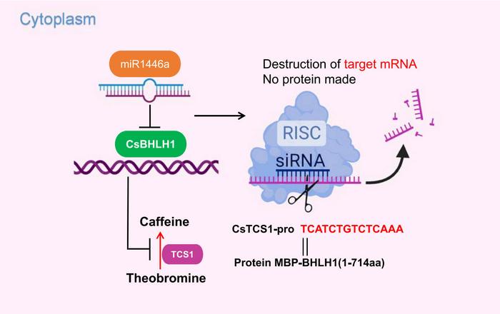 A possible model for the involvement of CsbHLH1 and miR1446 in the biosynthetic regulation of tea plant caffeine.