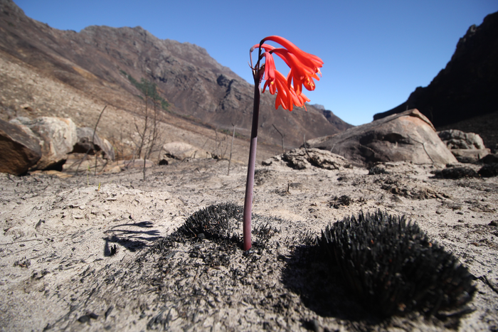 What Lies Beneath: Roots as Drivers of South African Landscape Pattern