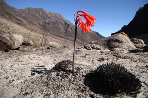 Biome boundaries reveal roots as drivers of biodiversity