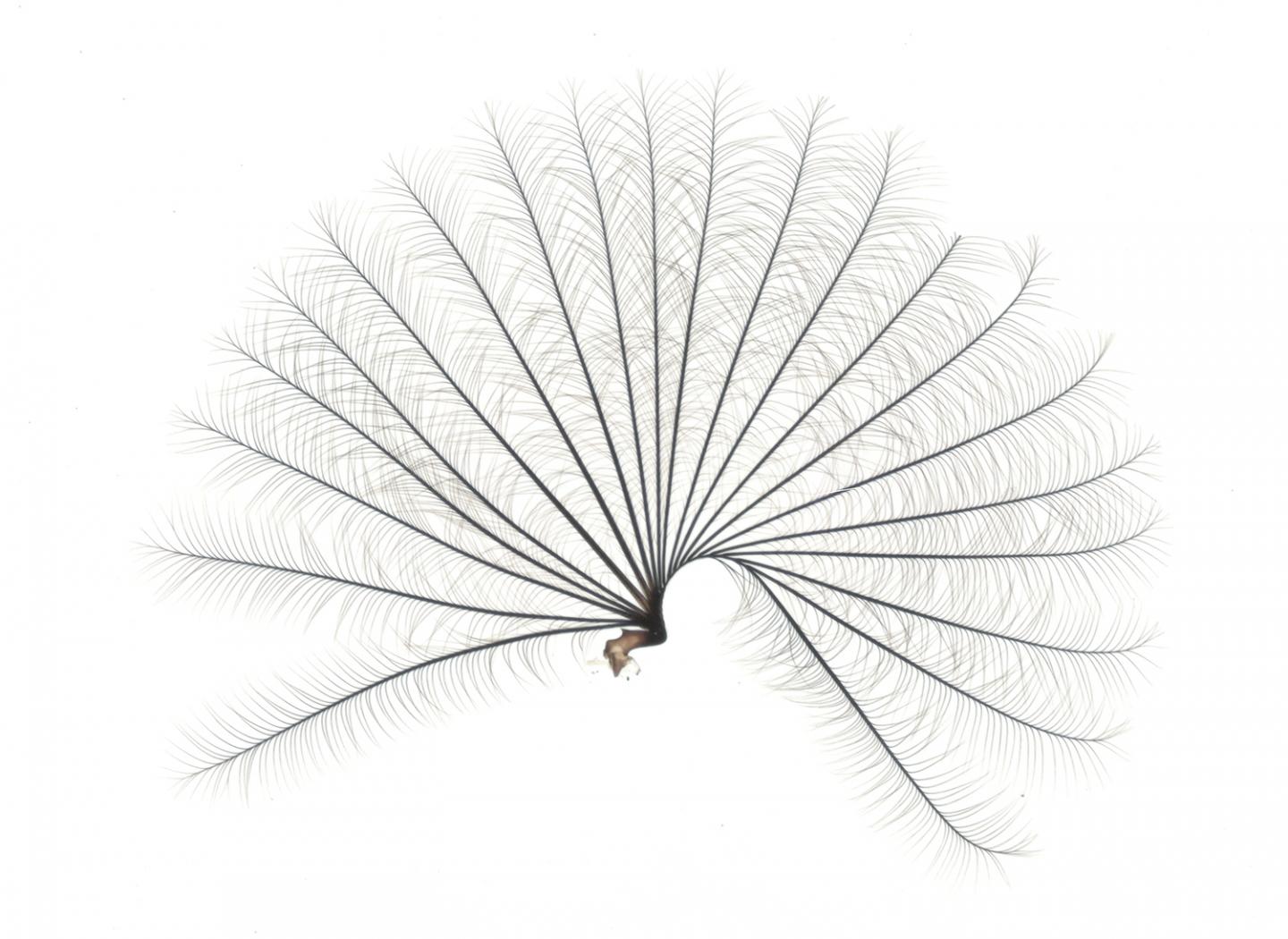 Fan Removed from Middle Leg of <i>Rhagovelia</i>