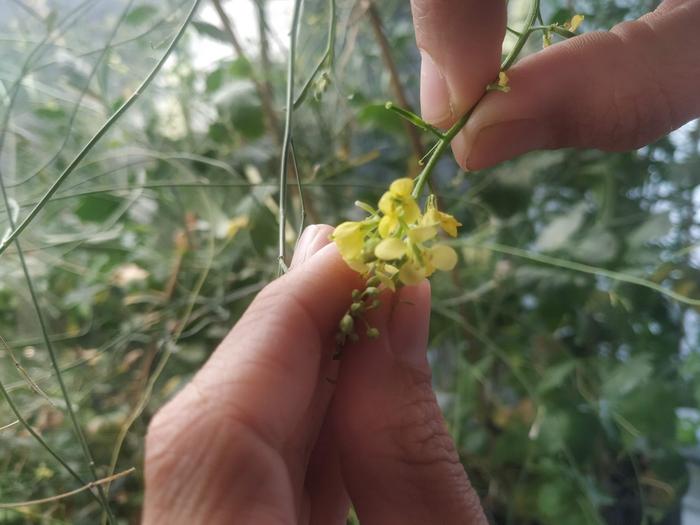 Different adaptation strategies to saline soils identified in neighbouring populations of the same plant species