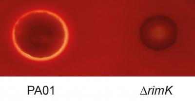 <em>Pseudomonas</em> Infection of Horse Blood Cells, with and without the Rimk Protein