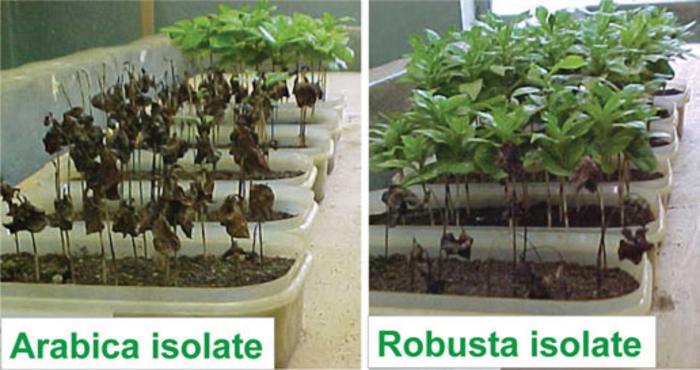 Historic outbreaks of coffee wilt disease linked to gene transfer from another fungus