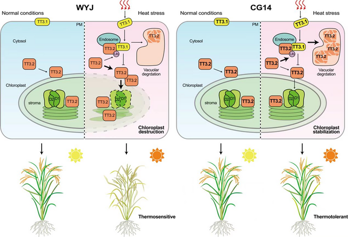Proposed model for TT3.1 and TT3.2 function in thermotolerance