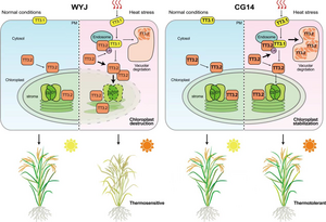 Proposed model for TT3.1 and TT3.2 function in thermotolerance