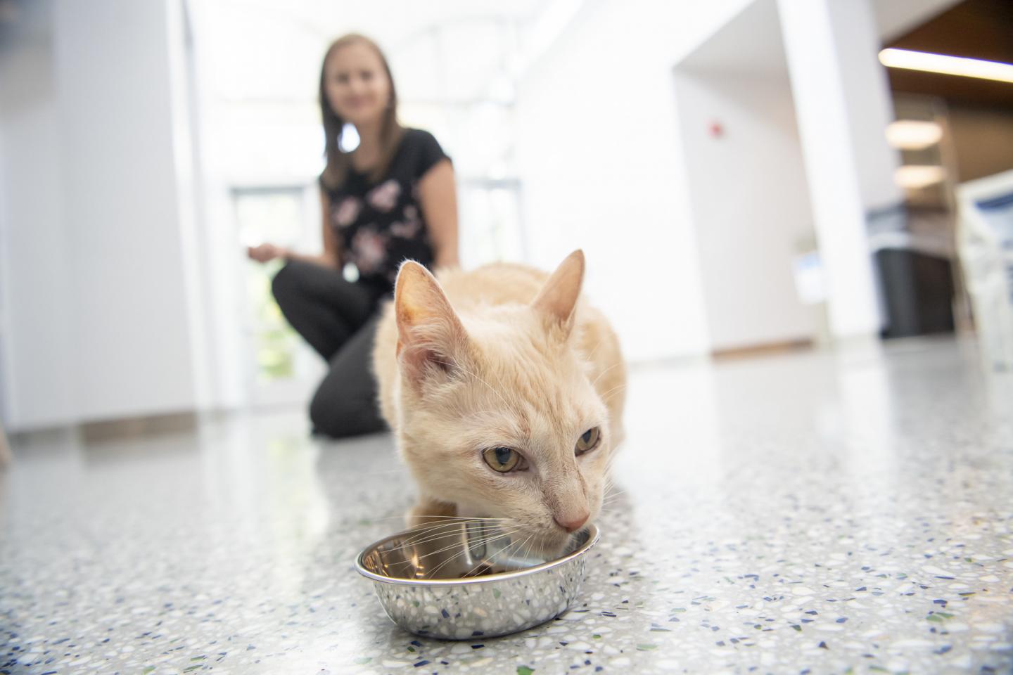 Milk Oligosaccharides Beneficial for Cats and Dogs