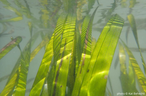 Eelgrass underwater