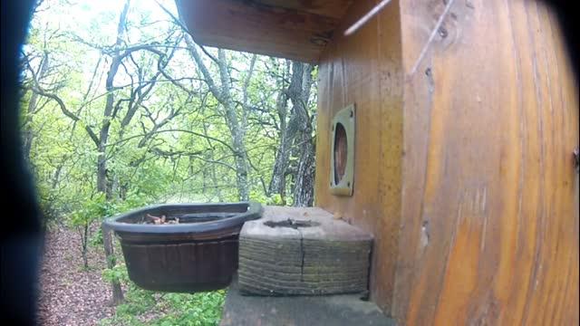 Supplemented forest great tit parents readily used the provided mealworms © G&aacute;bor Seress