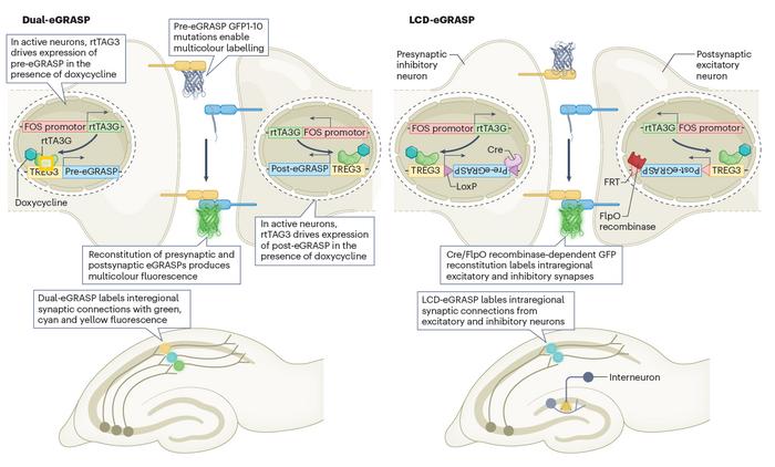 Figure 2. Tools to label the active synapses and trace the neural circuits