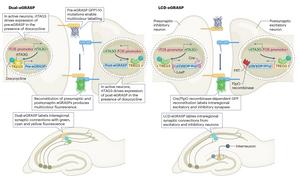 Figure 2. Tools to label the active synapses and trace the neural circuits