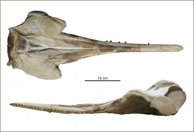 <i>Huaridelphis raimondii</i>, Dorsal and Lateral View
