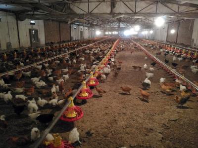 Poultry Production in China
