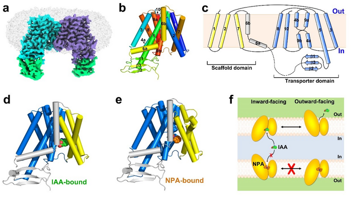 USTC Reveal the Mechanism of Auxin Transport