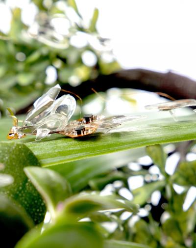 Ultra-Light Robotic Insect (1 of 2)