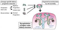 Reproduction of Higher-Order Structures in the Embryonic Kidney from Pluripotent Stem Cells