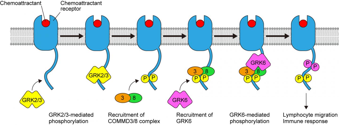 Figure 1: Proposed Role of the COMMD3/8 Complex in Chemoattractant Receptor Signaling