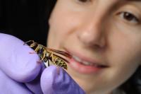 Studying Gene Function in Wasps