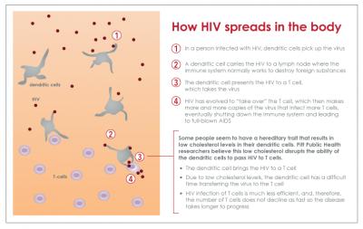 How HIV Spreads in the Body
