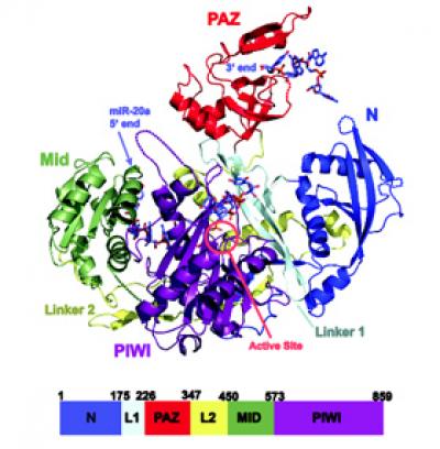 Structure of Human Argonaute-2 in Complex with miR-20a