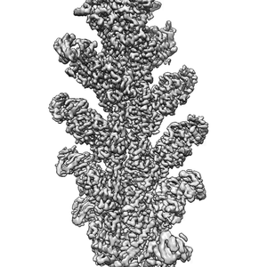 A cryo-EM reconstruction of ExoY bound to actin