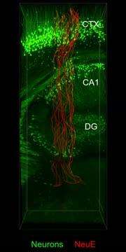 3-Dimensional Map of Neuron-Like Electronics in Brain Tissue