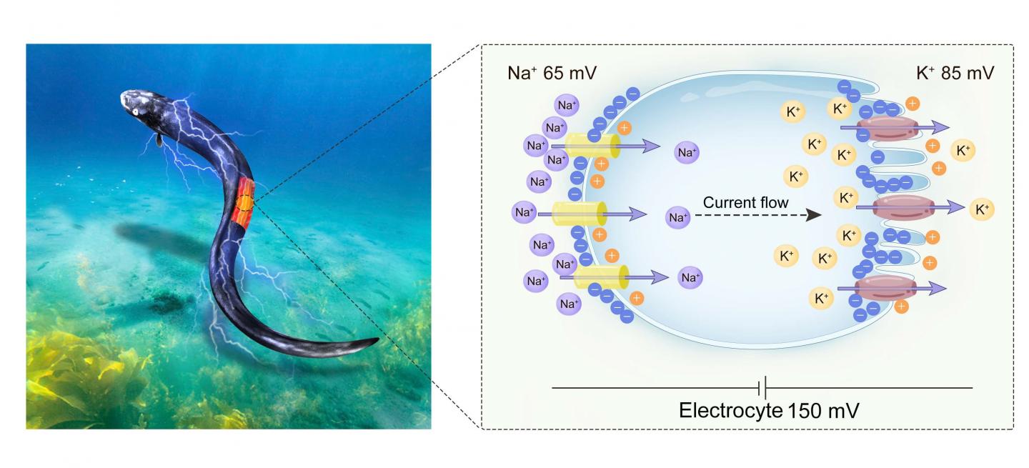 Schematic of structures of the electric eel's electrocytes and the moisture-enabled power source.