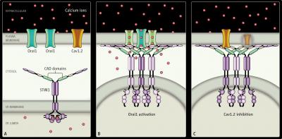 STIM1 Protein Strikes a Vital Balance in Vertebrates